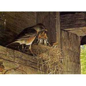  Robert Bateman   Robins at the Nest