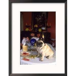  Pug Dog After New Years Eve Party Framed Photographic 