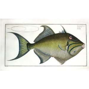  Marcus E Bloch Fish Print   Trigger Fish Fine Art 