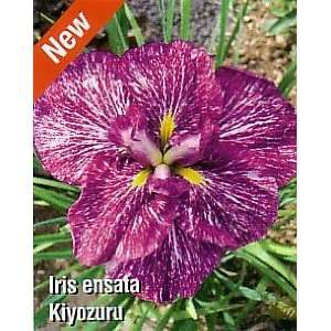  Kiyozuru Japanese Iris   Likes moist areas   NEW Patio 