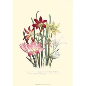  Lily Garden I Poster by Jane W. Loudon (13.00 x 19.00 
