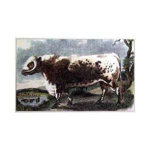 Lancashire Oxen I Poster Print 