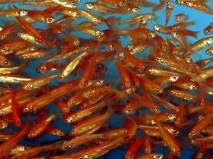 25 Live Rosy Red Minnows fish for Koi pond or aquarium  