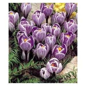  60 Purple Dutch Pickwick Crocus Flower Bulbs 7/8cm 