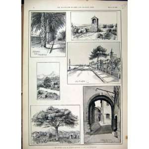  1892 Hyeres Queen Castle Hill La Plage Gardens Tree
