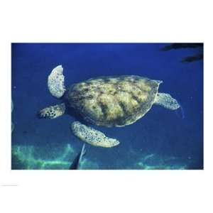  Liebermans SAL1370727 Green Sea Turtle 24.00 x 18.00 