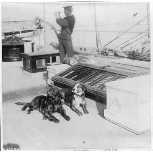 ENTERPRISE,mascots,dogs,sailor,1895 1910 