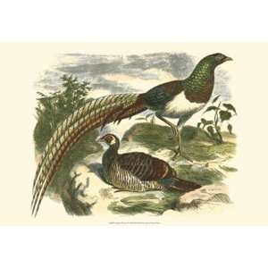  Amherst Pheasant by Vision studio 19x13