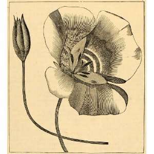  1892 Print Calochortus Butterfly Lily Fairy Flowers Art 