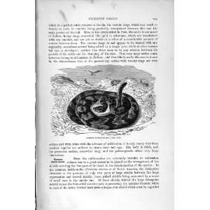  NATURAL HISTORY 1896 COMMON RATTLE SNAKE VIPERINE