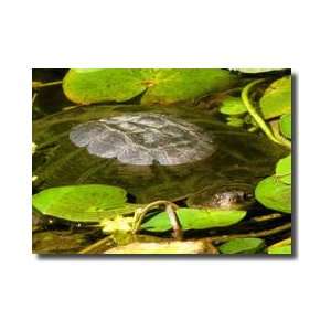  Water Lily Turtle Giclee Print