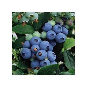  Chippewa Blueberry Seed Pack Patio, Lawn & Garden