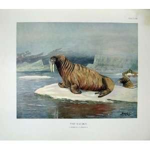   1904 Millais Walrus Trichechus Rosmarus Mammals Colour
