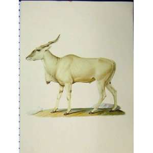 Swamp Deer Stag 1977 Larousse Animal Portrait Colour 