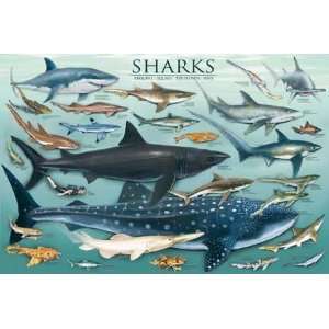  Sharks Poster Toys & Games