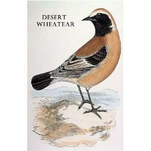  Birds Desert Wheatear Sheet of 21 Personalised Glossy 
