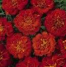 French Aurora RED Marigold Flower   25 Flower Seeds  