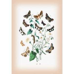  Paper poster printed on 12 x 18 stock. Moths Zethes 