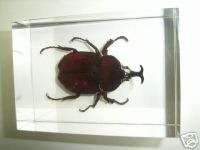 Giant Unicorn Beetle (Allomyrina dichotoma) Specimen  