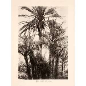  1908 Halftone Print Date Palm Vis Lissa Island Croatia 