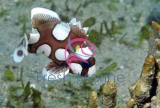 Clown Sweetlips Grunts Live Saltwater Fish Coral  