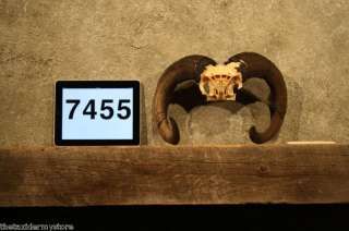 7455 Red Sheep Ram Skull Horns Taxidermy Antler Decor  