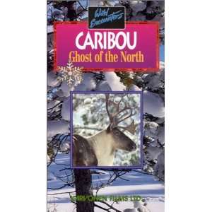  Caribou Ghost of The North   Wild Encounters [VHS] Movies & TV