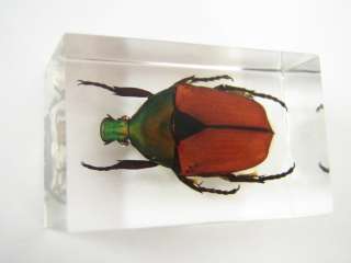 Insect Specimen   Brown Rose Chafer Beetle  