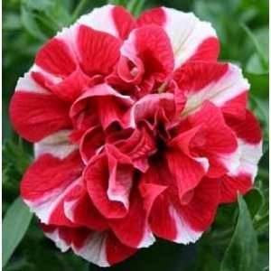  Red Stripe Petunia Seed Pack Patio, Lawn & Garden