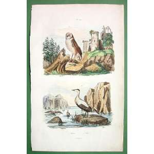   Owl Eider   SUPERB Natural History H/C Color Antique Print by Guerin