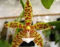 Phalaenopsis cornucervi   orchids   100 seeds  