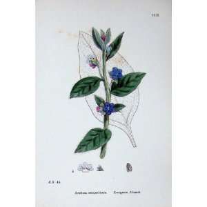 Botany Plants C1902 Evergreen Alkanet Anchusa Flowers  