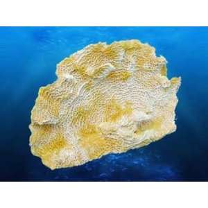   Top Quality Db Coral Replica   Lettuce Coral 10.5x4x6