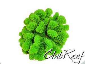 Green Stylophora SPS Artificial Cats Paw Coral Large  