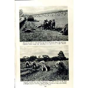  c1920 FARMING CORN HARVEST ENGLAND ISLE WIGHT WIGMORE 