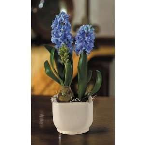   CALA 4270052 Hyacinth Silk Arrangement With Glazed Pot