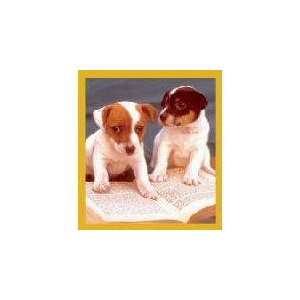 Jack Russell Smart Puppies Fridge Magnet