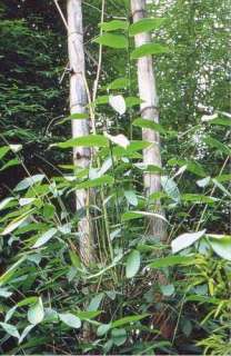 Dendrocalamus yunnanensis   giant bamboo   10 seeds  