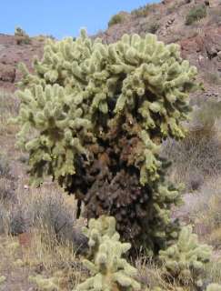 this specimen is over 7 feet tall we found it near the colorado river 