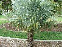 Caranday WAX Palm Silver Blue leaf LIVE Tree Plant  