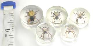 Spider   Real Spider inside Acrylic Plug   PRICE PER 1  