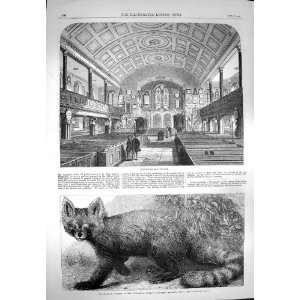  1869 Kensington Old Church Ailurus Fulgens Zoo Animal 