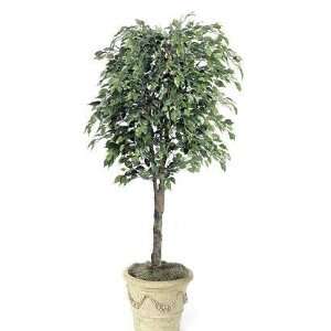  Autograph Foliages W 764   6.5 Foot Ficus Tree   Green 