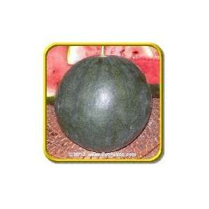  Sugar Baby   Watermelon Seeds   Jumbo Seed Packet (40 
