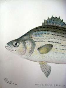 Sherman Denton Fish Prints Sea Bass and White Bass  