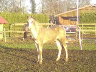 Paint und Quarter Horses zu verkaufen in Niedersachsen   Haselünne 