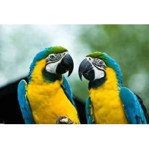  Blue and yellow Macaw   Peel and Stick Wall Decal by 