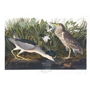  Audubons Birds of America 236 Night Heron or Dua Bird 