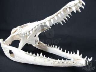 PELGIO New Genuine Freshwater Crocodile Skull Head Taxidermy 11 Long 
