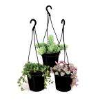 cm Hanging Basket Succulent Plant Assorted (3 Pack)
